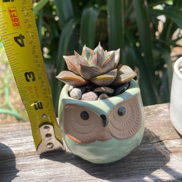 Green Owl Succulent Planter - Picture 1 of 1